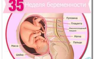 Норма показателей на УЗИ 35 недель