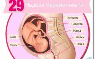 29 недель беременности. Состояние ребенка и УЗИ в этот период.