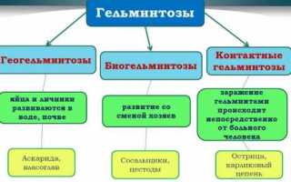 Виды глистов у человека: какие бывают глисты - Разновидности гельминтов ...